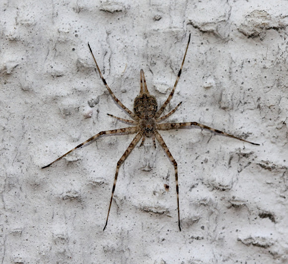 Two tailed spider
